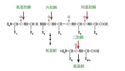 蛋白质的降解与氨基酸代谢(主 metabolism of amino acids