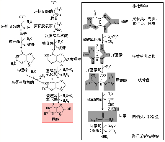 嘌呤的分解代谢途径(左) 嘌呤代谢的在不同生物体的最终产物(右); amp