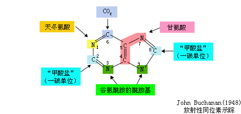 核苷酸的生物合成受哪些代谢物的抑制_生物核苷酸字母_核苷酸代谢漫画