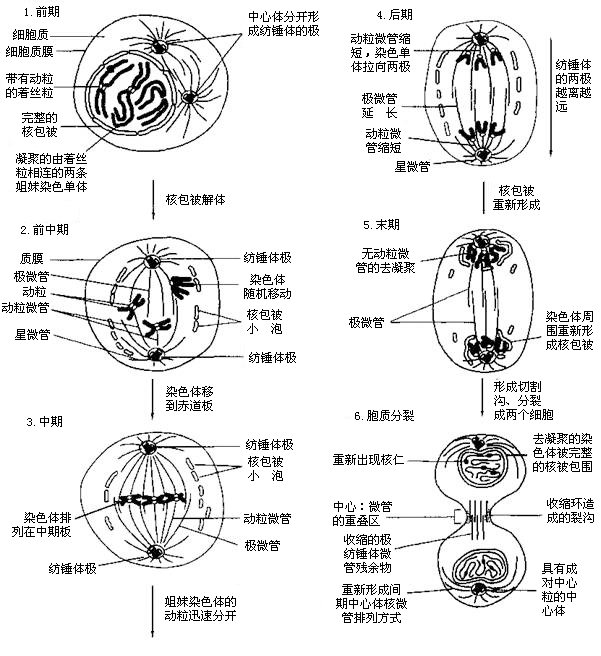 动物细胞有丝分裂过程