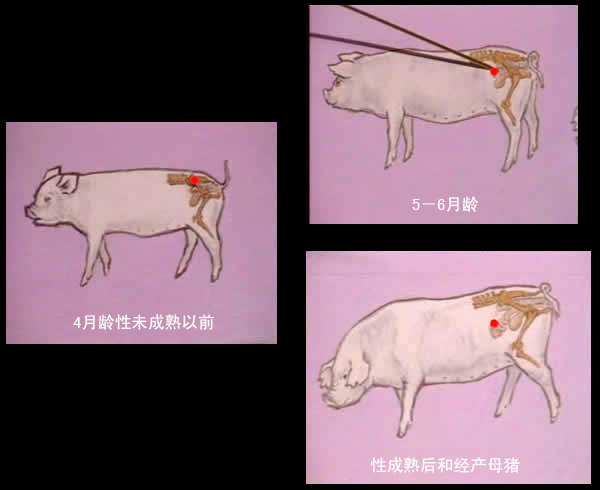 图8-6 不同年龄母猪卵巢位置