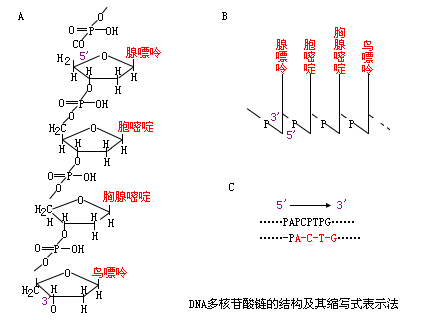 动物生物化学 西南大学网络与继续教育学院