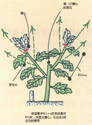 花卉学 西南大学网络与继续教育学院