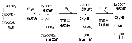 脂肪酶的作用是什么答:脂肪酶(lipase,甘油酯水解酶)隶属于羧基酯水解